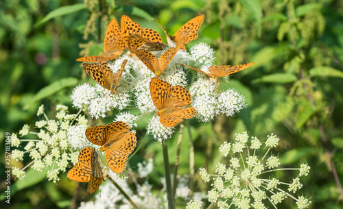 Silver-washed fritillaries group. Argynnis paphia. Ground elder flower. Aaegopodium podagraria. Flock of feeding orange butterflies. Ornate black spotted open wings. White bloom. Natural green herbs. photo