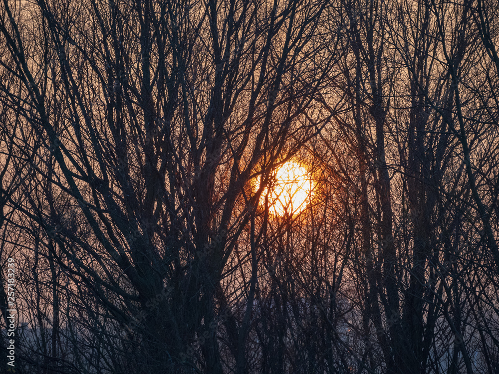 Obraz premium sunrise through branches
