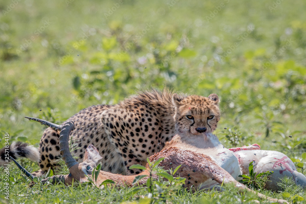 Fototapeta premium Cheetah feeding on an Impala kill.