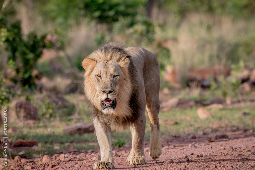 Big male Lion walking towards the camera. Big male Lion walking towards the camera.