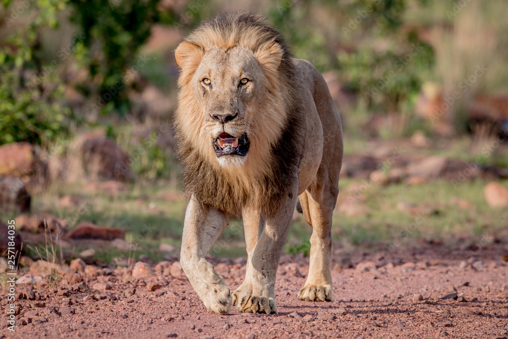Big male Lion walking towards the camera. Big male Lion walking towards the camera.