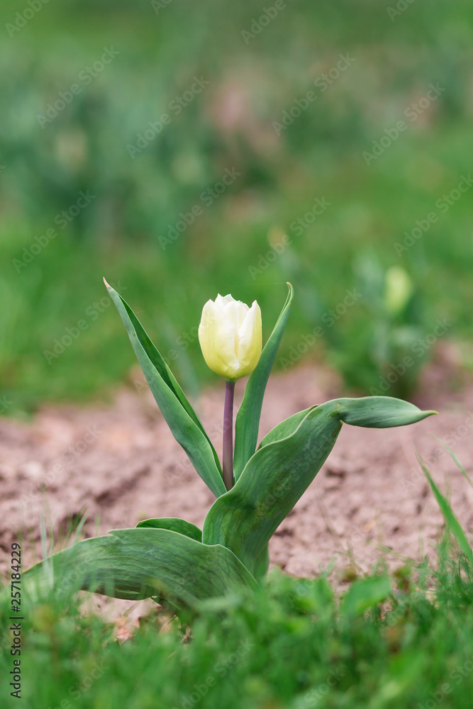 Obraz premium Lemon Tulip Close up