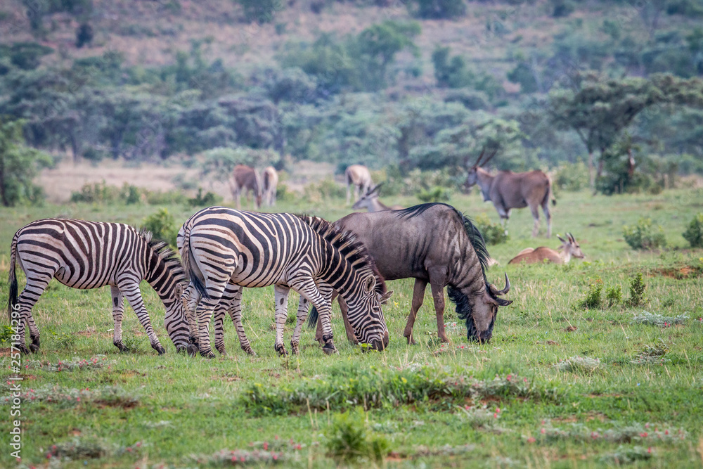 Fototapeta premium Zebras, Blue wildebeests, Elands on a grass plain.