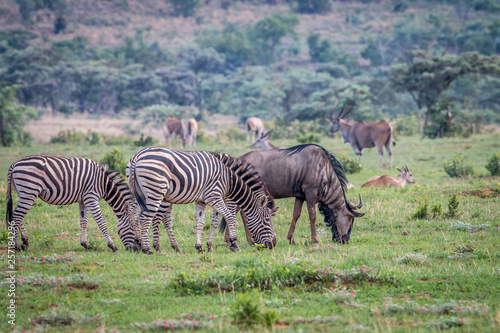 Zebras  Blue wildebeests  Elands on a grass plain.
