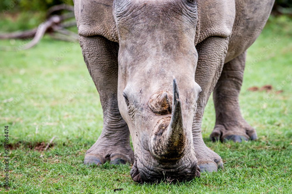 Obraz premium Close up of a White rhino in the grass.