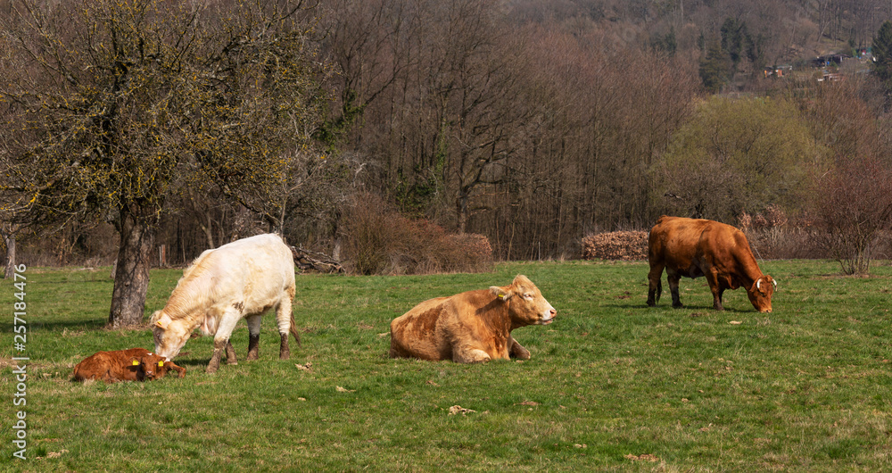 Free-roaming cowa with calf Free-roaming cowa with calf