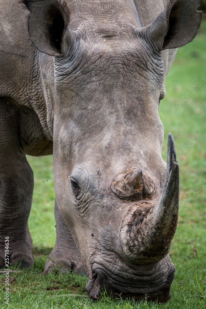 Fototapeta premium Close up of a White rhino in the grass.