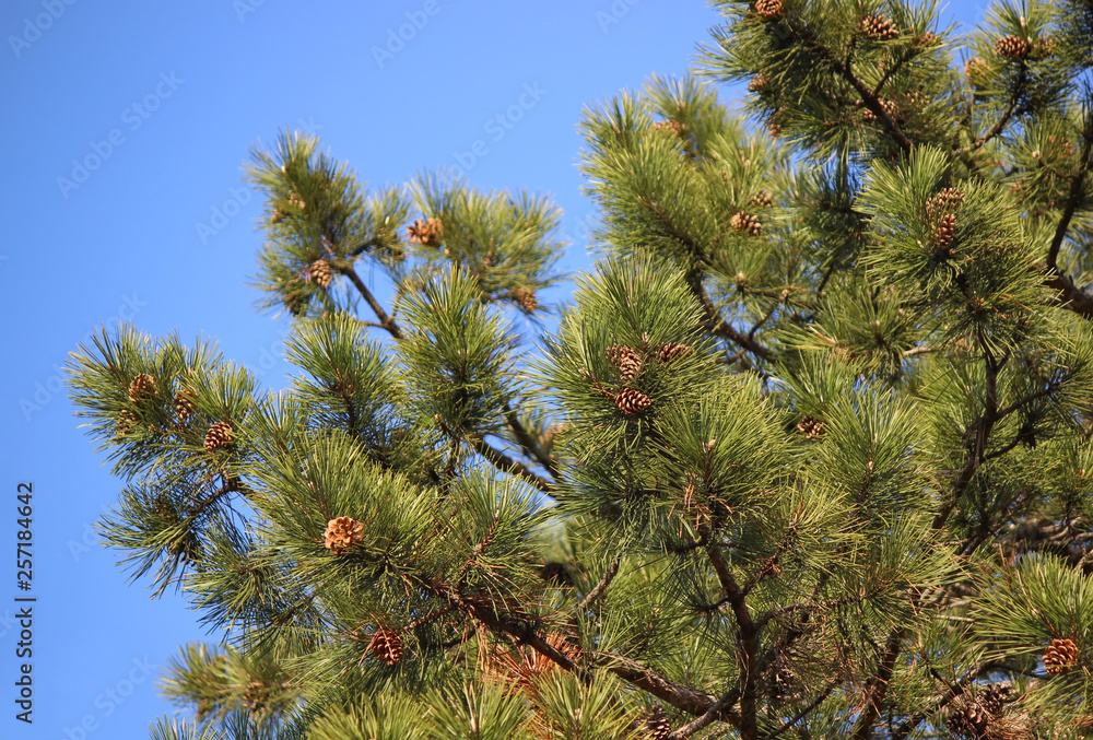 Pine tree Pine tree