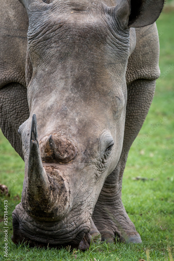 Fototapeta premium Close up of a White rhino in the grass.