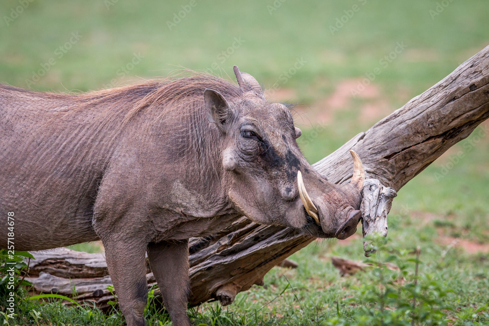 Male Warthog scratching himself on a branch. Male Warthog scratching himself on a branch.