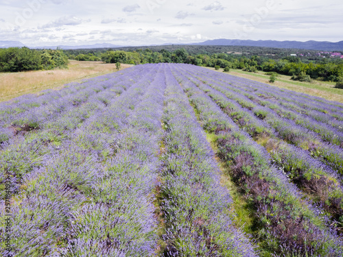 Aerial view of lavender field in full blooming season in diagonal rows