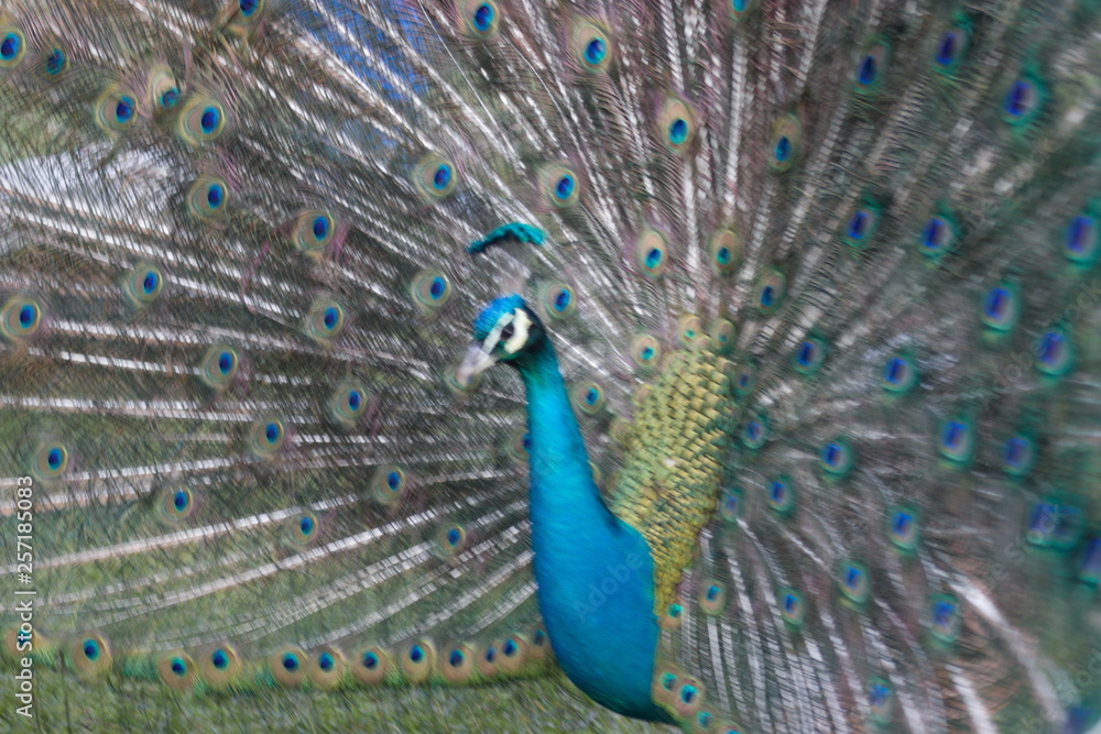 Obraz premium wild , tiere , wald 