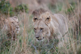 Young male Lion walking in the high grass.