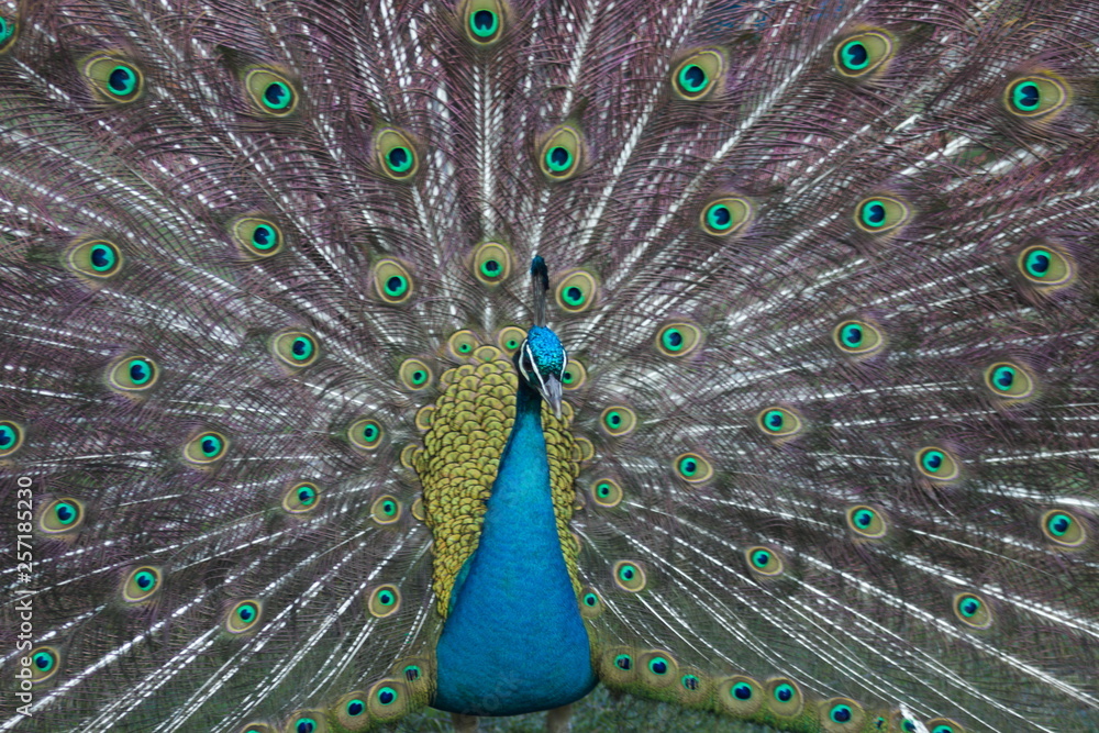 Fototapeta premium wild , tiere , wald 