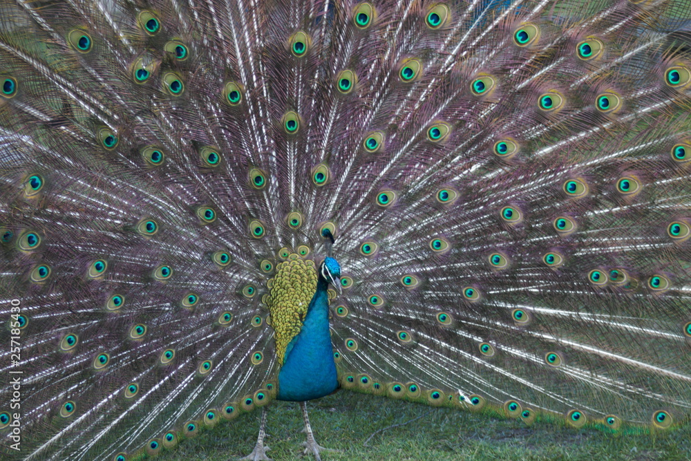 Naklejka premium wild , tiere , wald