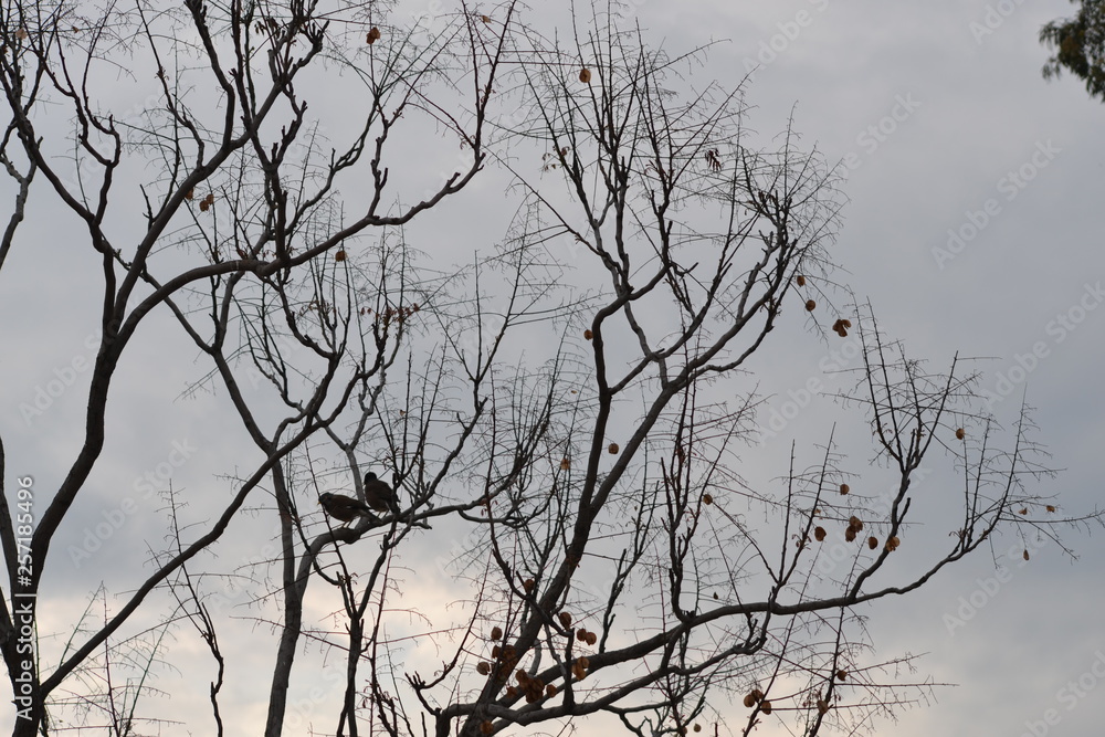 Fototapeta premium Birds, Tree's and Sky