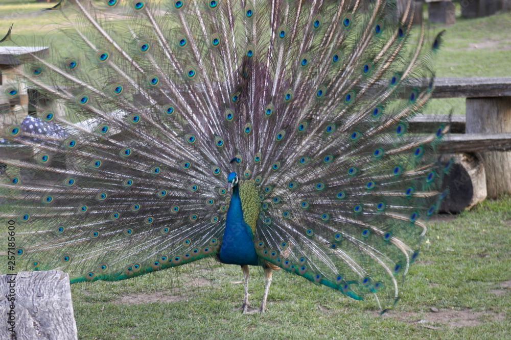 Obraz premium wild , tiere , wald