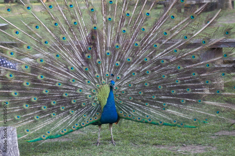 Obraz premium wild , tiere , wald 