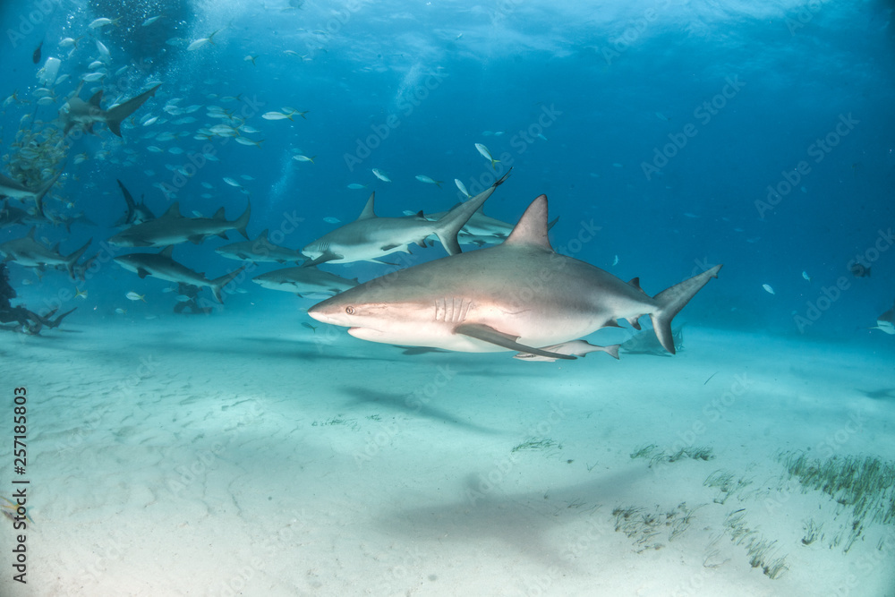 Obraz premium Caribbean reef shark at the Bahamas
