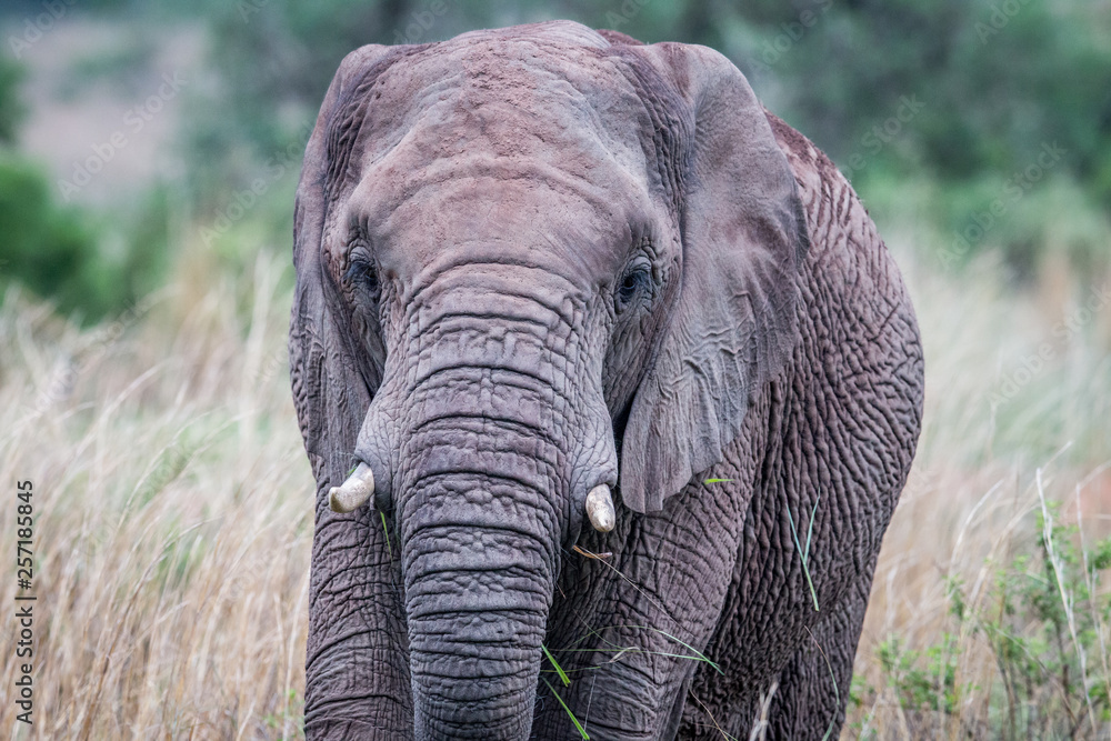 A close up of an Elephant in the grass.