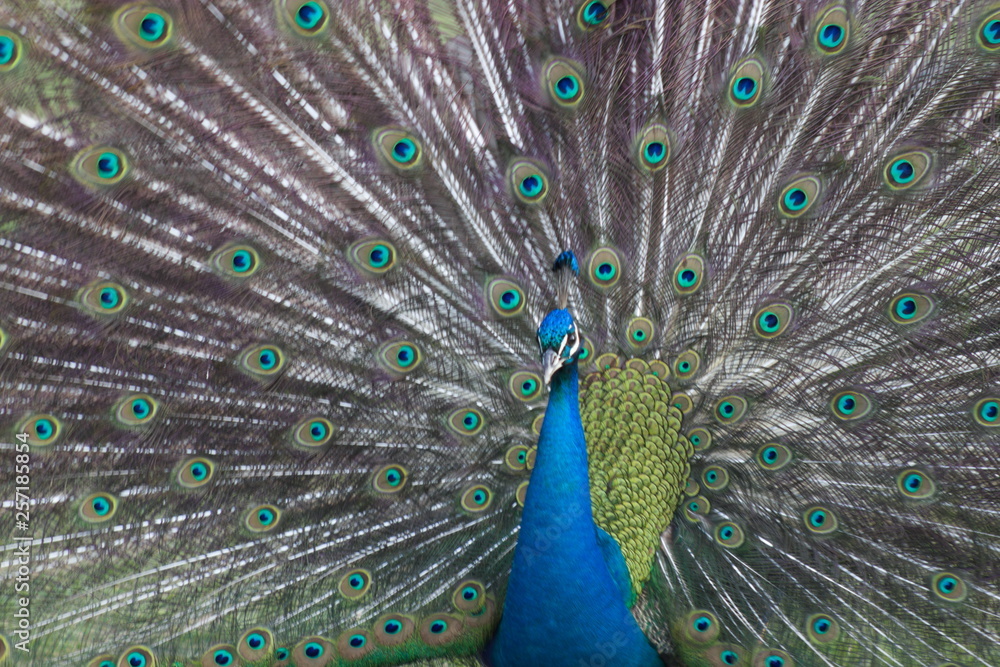 Obraz premium wild , tiere , wald