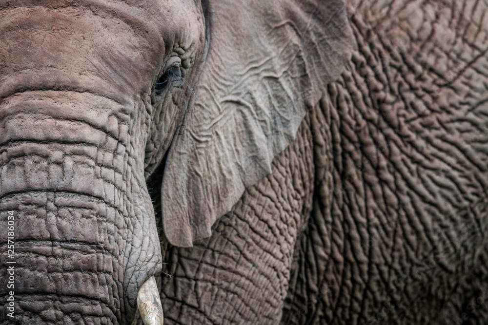 A close up of half an Elephant.