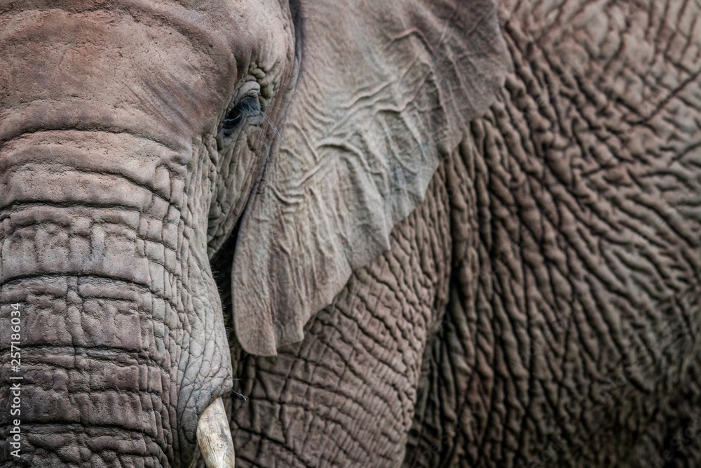 A close up of half an Elephant. A close up of half an Elephant.