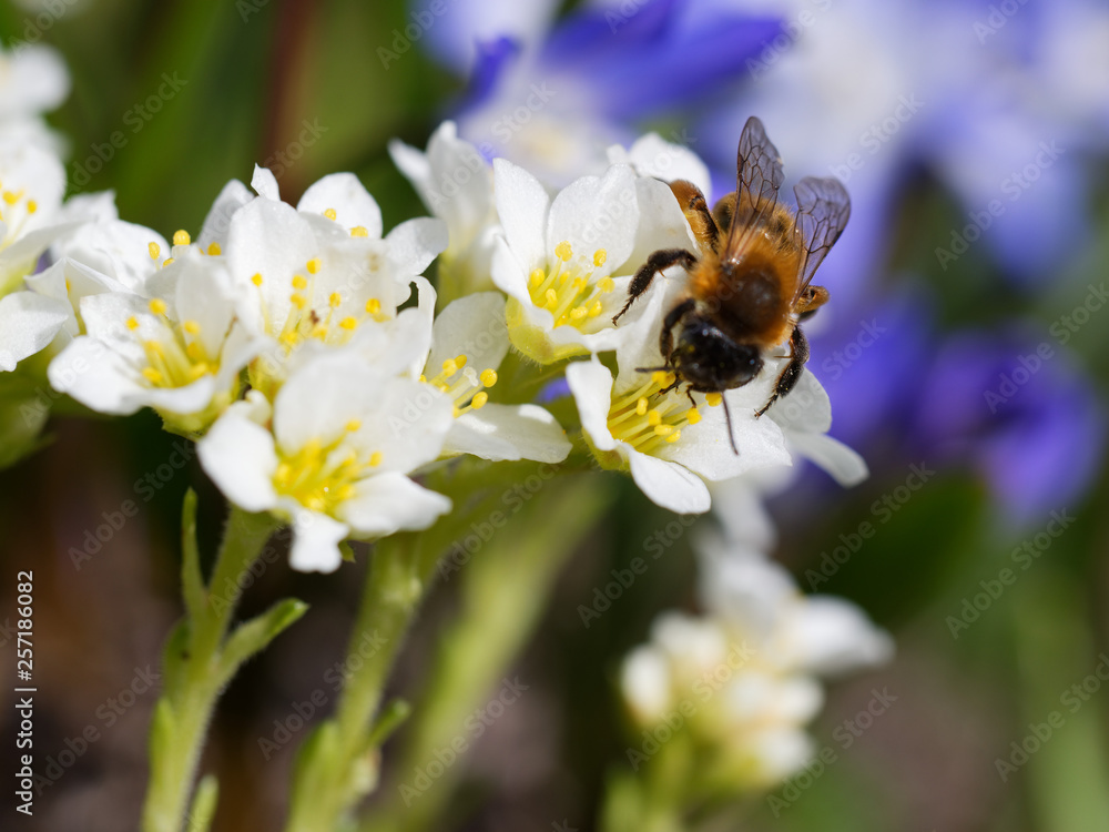 Biene Makro Biene Makro