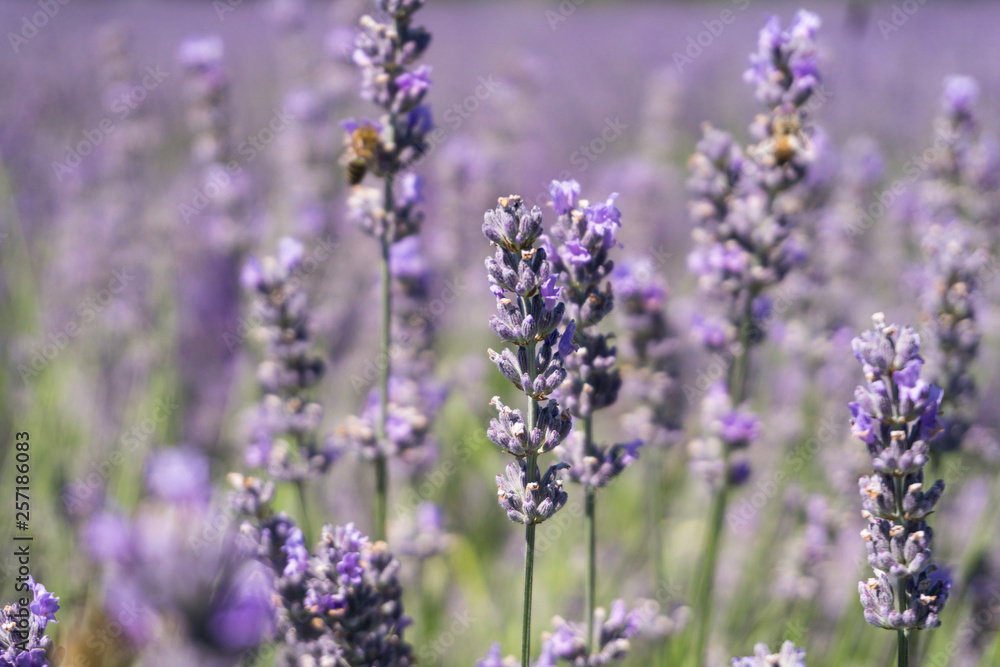 Closeup photo of lavender flowers with bees on it, in a summer time Closeup photo of lavender flowers with bees on it, in a summer time