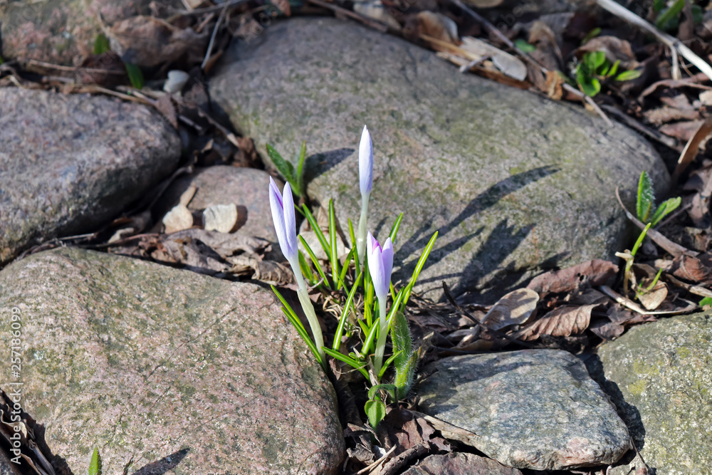 Crocus close-up, first spring flowers of lilac color Crocus close-up, first spring flowers of lilac color