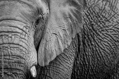 A close up of half an Elephant.