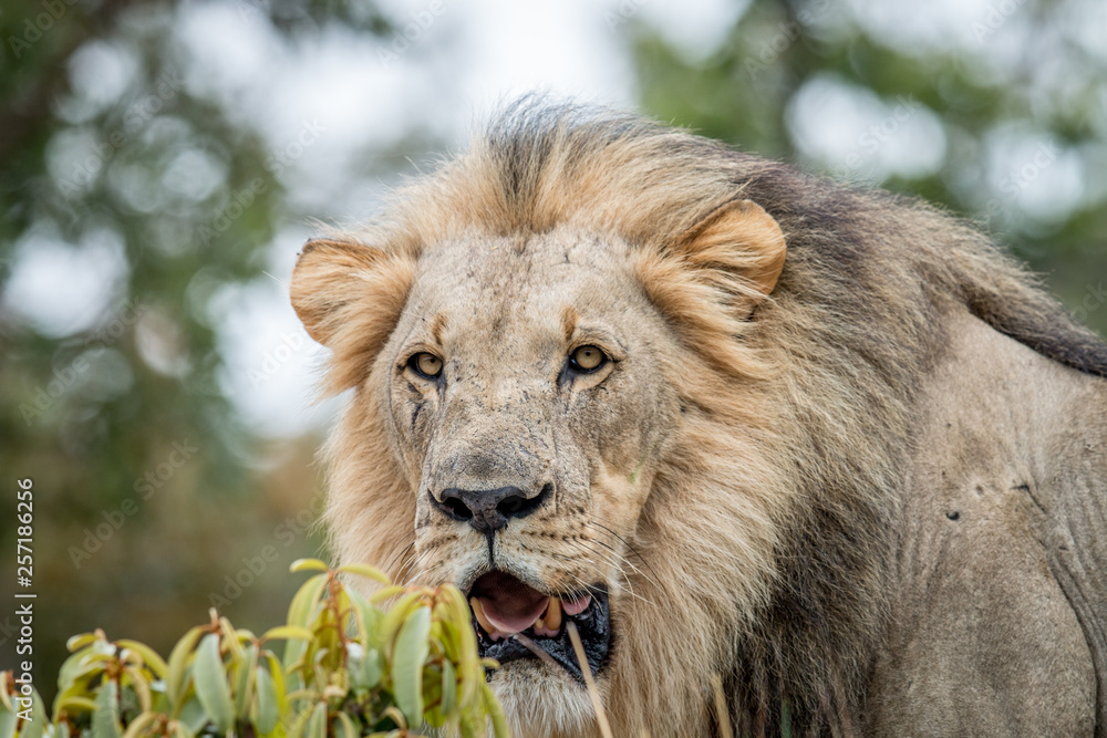 Close up of a big male Lion starring. Close up of a big male Lion starring.
