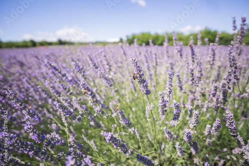 Closeup photo of lavender flowers with bees on it, in a summer time