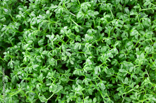 Fresh cress salad. Selective focus 