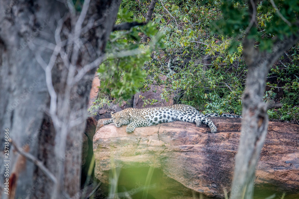 Leopard laying on a rock in Welgevonden. Leopard laying on a rock in Welgevonden.