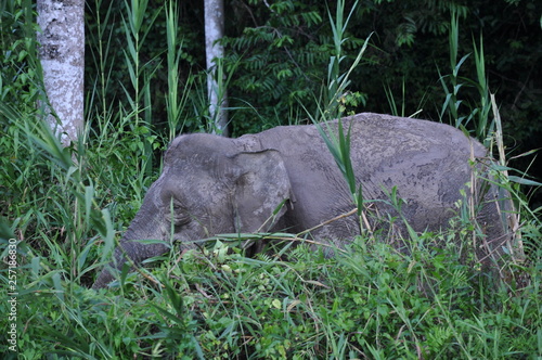 Pygmy elephants in Borneo