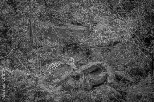 Leopard laying on a rock in Welgevonden.