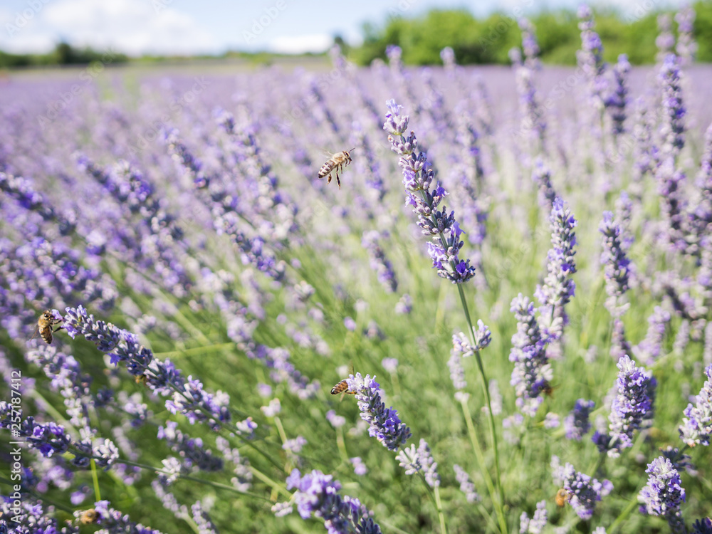 Fototapeta premium Closeup photo of lavender flowers with bees on it, in a summer time