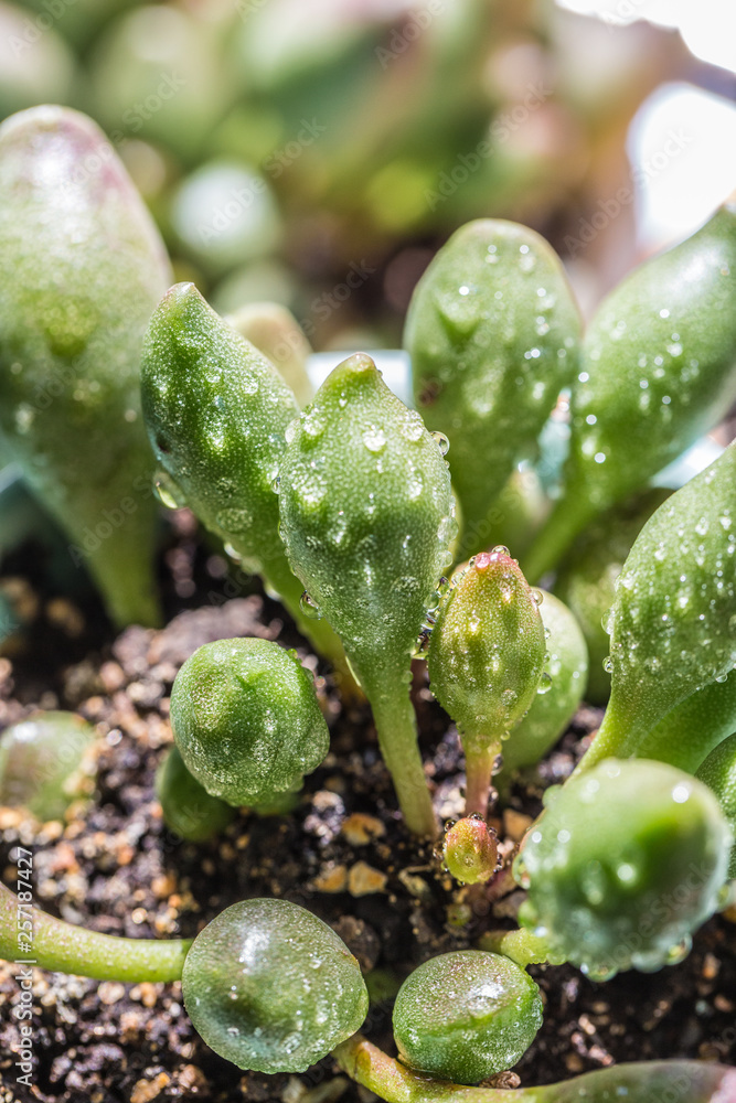 Succulent, Adromischus cooperi,succulent plants Succulent, Adromischus cooperi,succulent plants