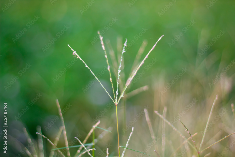 Bright grass fields with blurred background