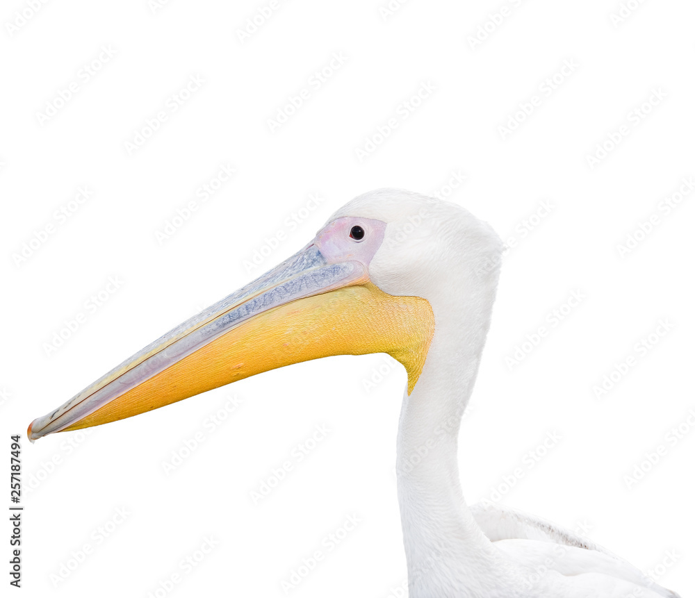 Big beautiful white pelican portrait isolated on white. Big beautiful white pelican portrait isolated on white.