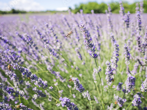 Closeup photo of lavender flowers with bees on it, in a summer time