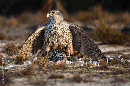azor en la naturaleza