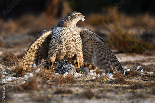 azor en la naturaleza