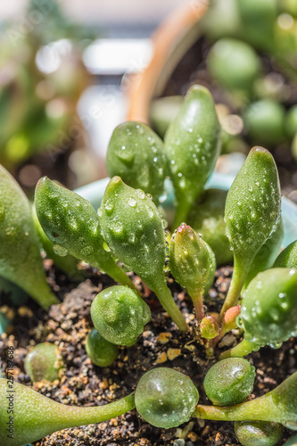 Succulent, Adromischus cooperi，succulent plants photo