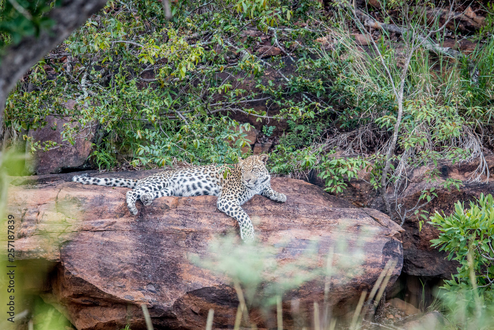 Leopard laying on a rock in Welgevonden. Leopard laying on a rock in Welgevonden.