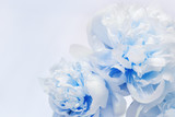 White blue peonies close up on wood with copy space for congratulations. Holiday background for Womens, mothers, Valentines day, 8 march. Soft selective focus.