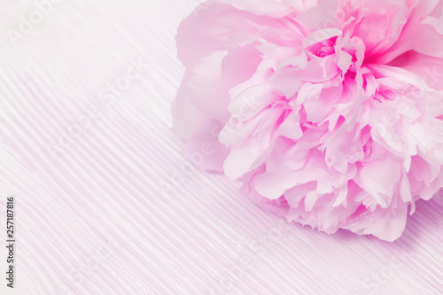 Pink peony flowers close-up, delicate petals on blurred wooden background. Soft selective focus.