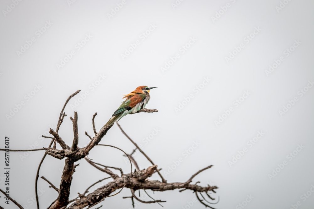 Little bee-eater sitting on a branch. Little bee-eater sitting on a branch.