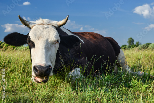Cow on a spring farm pasture.